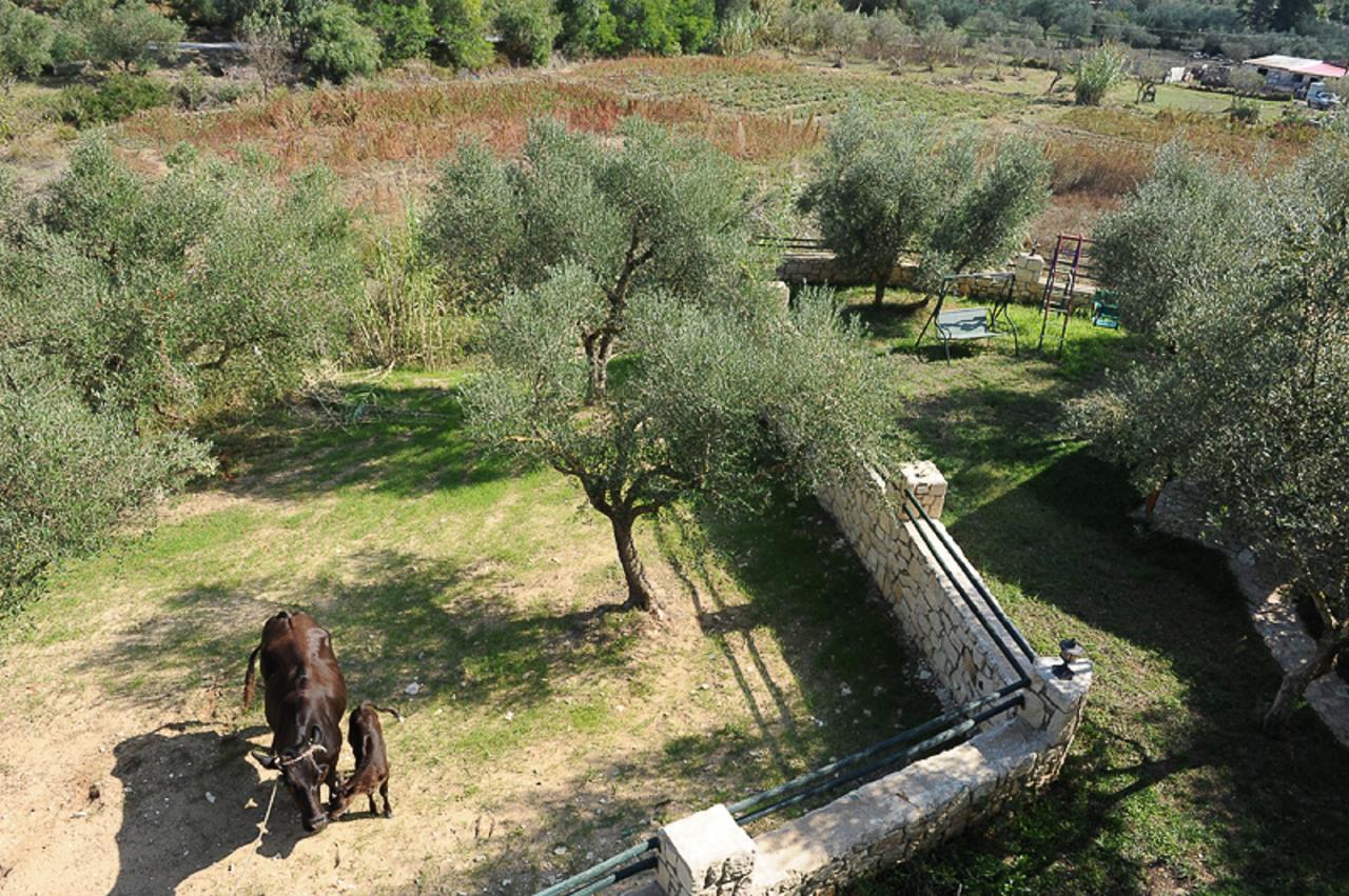 Ammos Zante Villas Vasilikí Dış mekan fotoğraf